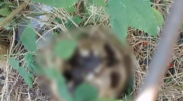 Hallan cráneo humano en un baldío de la colonia La Esperanza, en Morelia