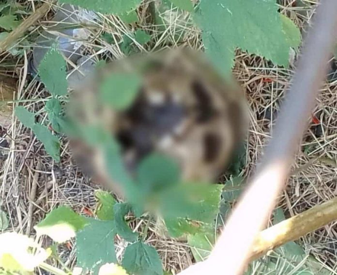 WhatsApp Image 2025-11-17 at 10.12.10