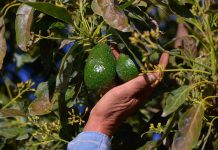 Más de 10 mil productores agropecuarios beneficiados con Plan Michoacán: Sader