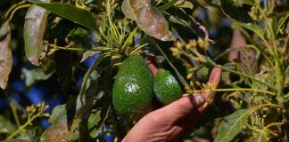 Más de 10 mil productores agropecuarios beneficiados con Plan Michoacán: Sader