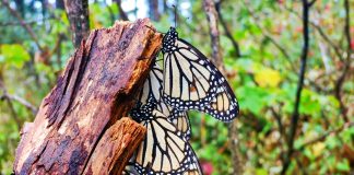Mañana abren los Santuarios de la Mariposa Monarca en Michoacán