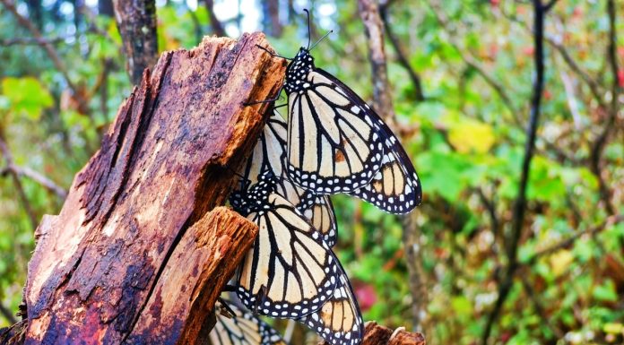 Mañana abren los Santuarios de la Mariposa Monarca en Michoacán