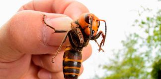 La avispa asiática se afianza en España: seis años de expansión sostenida inquietan a expertos y autoridades