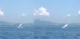 No solo las Monarcas llegaron a Michoacán también las ballenas jorobadas