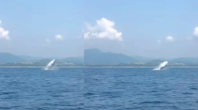 No solo las Monarcas llegaron a Michoacán también las ballenas jorobadas