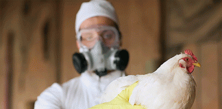 Fallece en EE. UU. el primer paciente en el mundo infectado por la gripe aviar H5N5