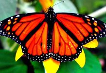 “El viaje naranja del otoño: la travesía de la Mariposa Monarca”