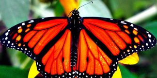 “El viaje naranja del otoño: la travesía de la Mariposa Monarca”