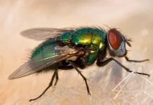 México y Estados Unidos inauguran planta para combatir plaga ganadera con moscas estériles