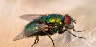 México y Estados Unidos inauguran planta para combatir plaga ganadera con moscas estériles