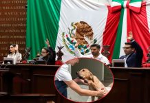 Congreso del Estado incrementa penas en delitos de maltrato y crueldad animal