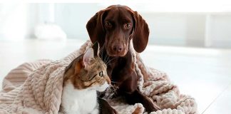 ¡Abrígalos! El frío también afecta a tus mascotas