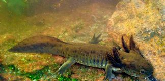 UNAM confirma presencia del ajolote del Altiplano en Querétaro tras 15 años sin registros