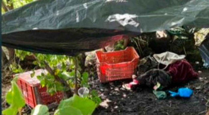 Desmantelan punto de “halconeo” en zona rural de Apatzingán