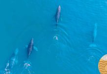 Regresan las ballenas jorobadas al Pacífico michoacano: Compesca
