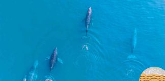 Regresan las ballenas jorobadas al Pacífico michoacano: Compesca