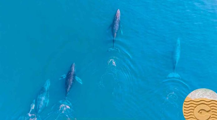 Regresan las ballenas jorobadas al Pacífico michoacano: Compesca