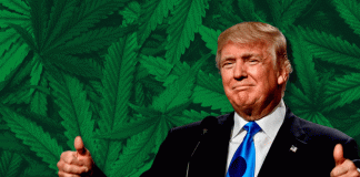 Cannabis sale de la lista de drogas más peligrosas en EU por orden de Trump