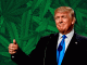 Cannabis sale de la lista de drogas más peligrosas en EU por orden de Trump
