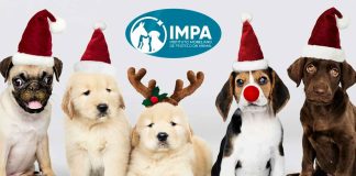 Todo listo para la Caravana de Adopción Navideña en la capital michoacana