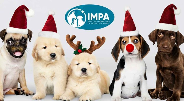 Todo listo para la Caravana de Adopción Navideña en la capital michoacana