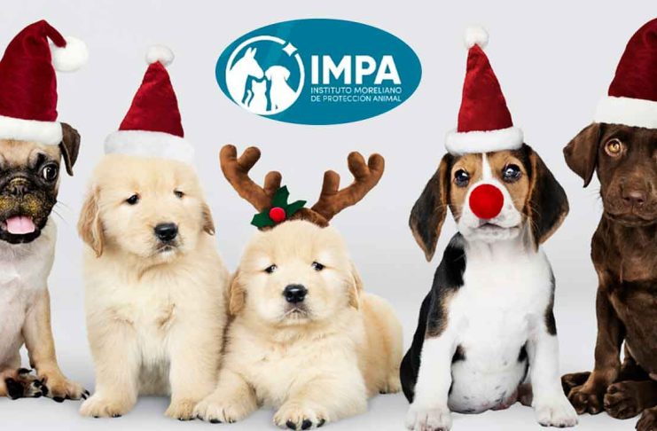 Todo listo para la Caravana de Adopción Navideña en la capital michoacana