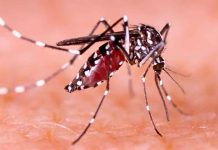 Mérida reduce presencia del mosquito del dengue hasta en 70% gracias a estrategia innovadora