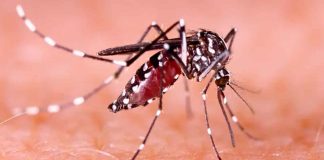 Mérida reduce presencia del mosquito del dengue hasta en 70% gracias a estrategia innovadora