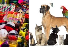 Protege a tu mejor amigo: cómo cuidar a las mascotas durante los fuegos artificiales