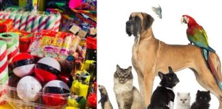 Protege a tu mejor amigo: cómo cuidar a las mascotas durante los fuegos artificiales