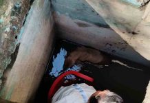 Exitosa maniobra de rescate salva a perrito atrapado en pozo