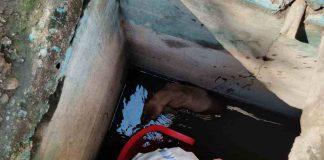 Exitosa maniobra de rescate salva a perrito atrapado en pozo