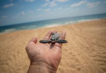 Descubre el santuario de las tortugas marinas en la Costa Michoacana y sé testigo de su nacimiento
