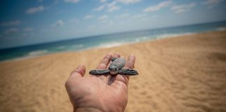 Descubre el santuario de las tortugas marinas en la Costa Michoacana y sé testigo de su nacimiento