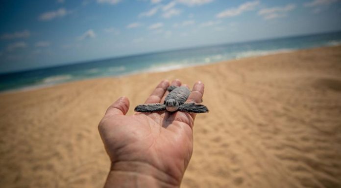 Descubre el santuario de las tortugas marinas en la Costa Michoacana y sé testigo de su nacimiento