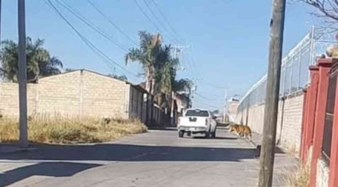 El Ayuntamiento de Álvaro Obregón informó que no encontró el tigre que se reportó en la comunidad de El Calvario