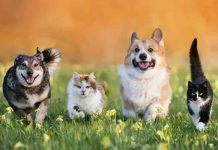 Mascotas: el mejor apoyo emocional para la salud mental