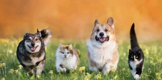 Mascotas: el mejor apoyo emocional para la salud mental