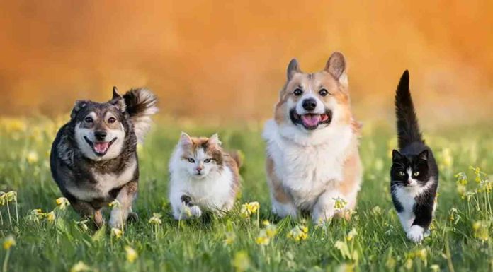 Mascotas: el mejor apoyo emocional para la salud mental