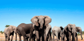 Tren arrolla a manada de elefantes en India; mueren siete ejemplares