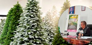 ¿Ya pusieron su árbol de Navidad? Ni se estresen, la Cofom tendrá Feria del Bosque