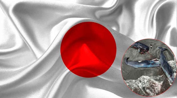 Japón enfrenta su primera demanda ciudadana por inacción ante el cambio climático