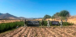 Destruyen plantío de marihuana en Huetamo