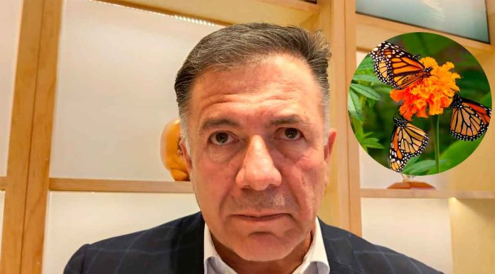 “ Es un espectáculo único”: Santuarios registran gran afluencia de Monarca en sus primeros días