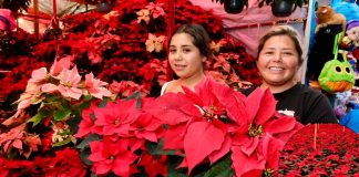 La Navidad florece en Michoacán; es el segundo mayor productor de Nochebuena en México: Bedolla