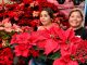 La Navidad florece en Michoacán; es el segundo mayor productor de Nochebuena en México: Bedolla
