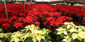 ¿Por qué la nochebuena es la flor de la Navidad?