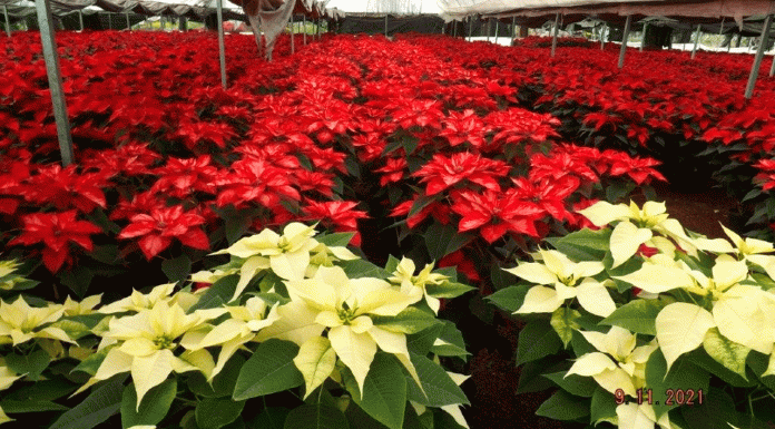 ¿Por qué la nochebuena es la flor de la Navidad?