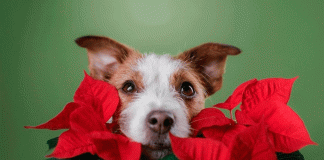 La flor de Nochebuena: bonita, festiva… y potencial riesgo para tus mascotas