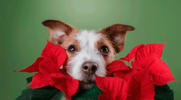 La flor de Nochebuena: bonita, festiva… y potencial riesgo para tus mascotas